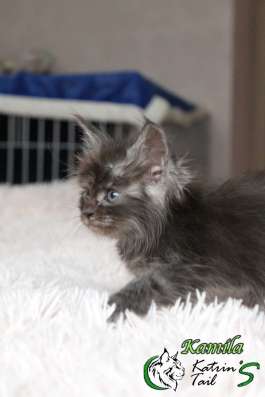 Maine Coon Female ns фото 4