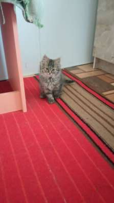 Отдадим котят в добрые руки