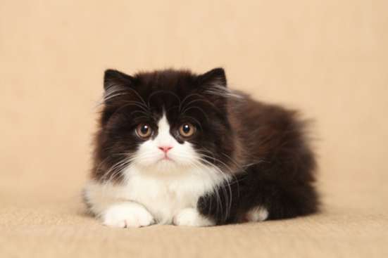 Шотландских вислоухих котят в Иванове