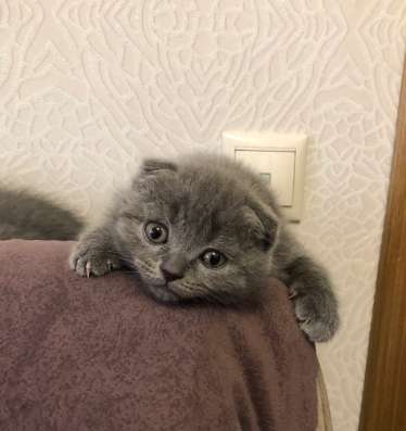 Плюшевые котята в Зеленограде фото 5