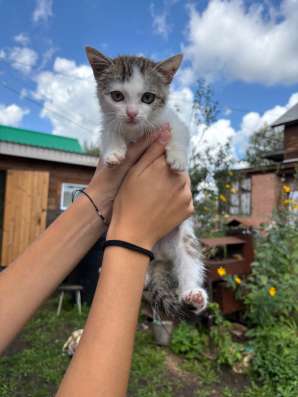 Котенок в добрые руки