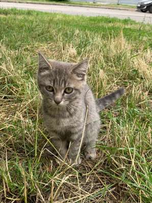Маленький котёнок, мальчик в Набережных Челнах