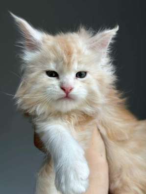 Maine Coon kittens. Home nursery фото 9