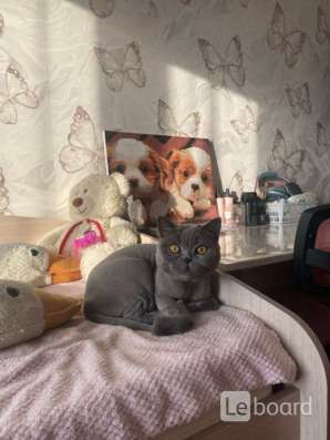 Британская кошка