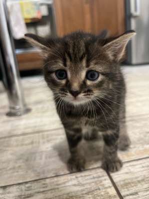 Отдаю котят в добрые руки ! в Саратове фото 3