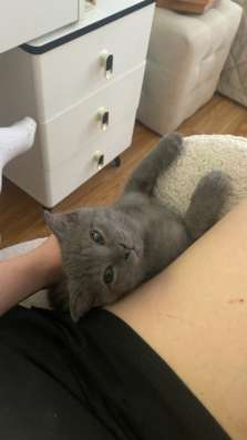 Отдам в добрые руки