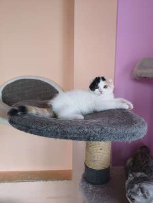 Кошка Пирсея от питомника фото 6