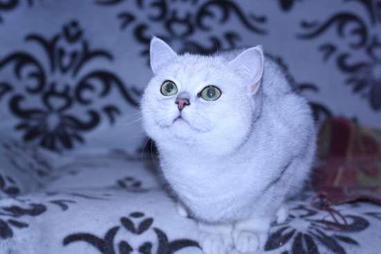 Серебристая кошечка