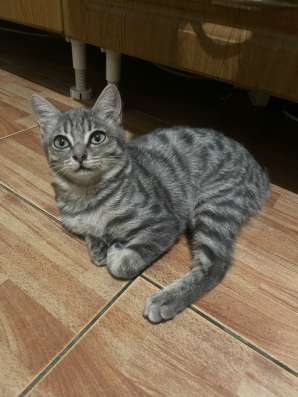 Отдам котят в добрые руки фото 3