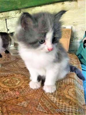 Сибирские котята в Тольятти фото 5