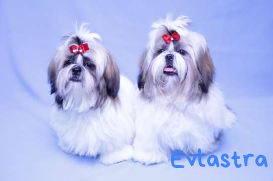 Щенки Ши-тцу, питомник "Evlastra" в Ростове-на-Дону фото 3