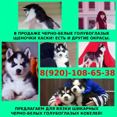 Черно-белые голубоглазые щеночки хаски