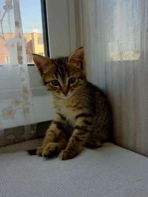 Котенок девочка