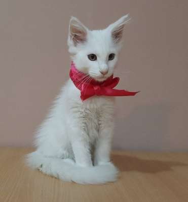Котята породы Мейн-кун фото 5