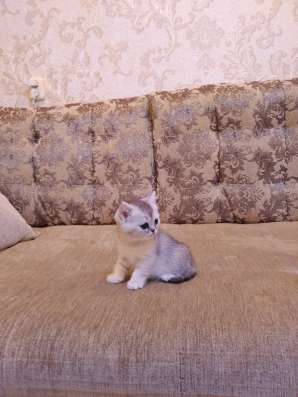 Продам шотландских котят фото 4