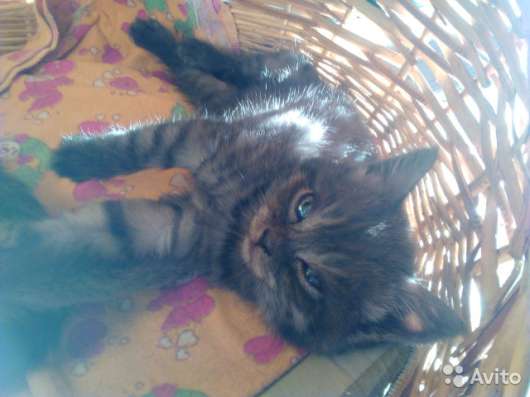 Британские котята в Нижнем Новгороде фото 6