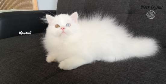 Котенок от Питомника Black Crystal фото 6