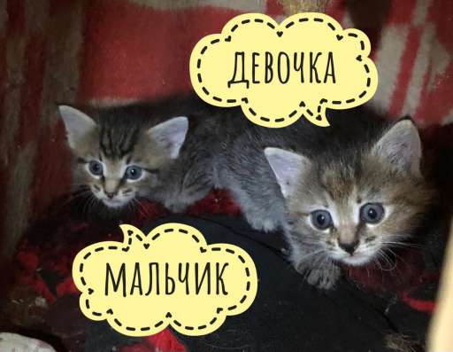 Котенок 1 месяц в Кстове