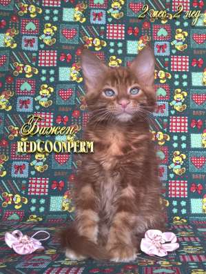 Котёнок менй кун красный солид. Шоу класс в Перми фото 13
