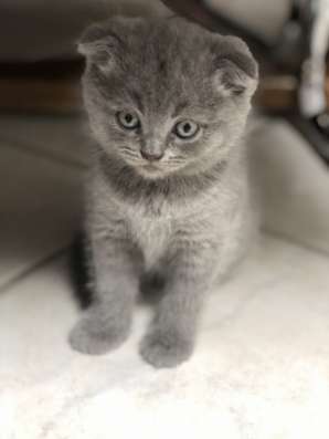 Котятам новый дом фото 5