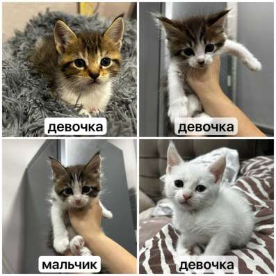 продажа котят!?