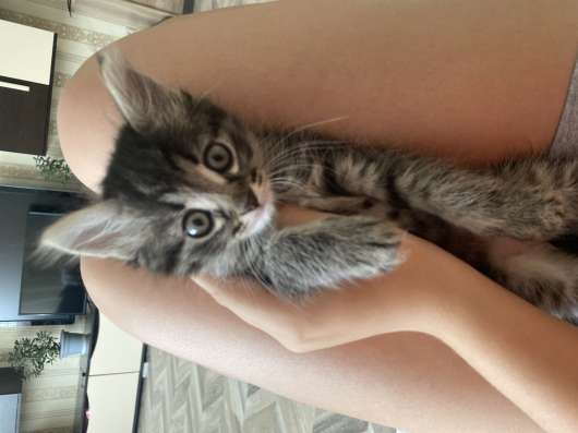 Отдам котенка