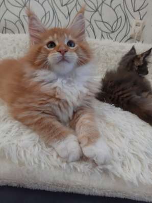 Котята Мейн-кун из питомника