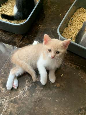 Котенок в добрые руки