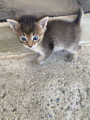 Котята . в Ставрополе