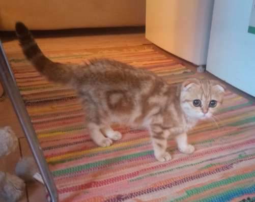 Шотландский котенок