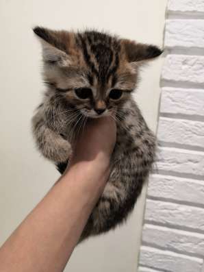 Шотландские котята в Калининграде фото 9