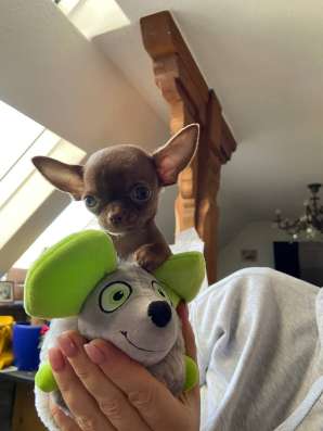 Chihuahua puppy’s фото 6