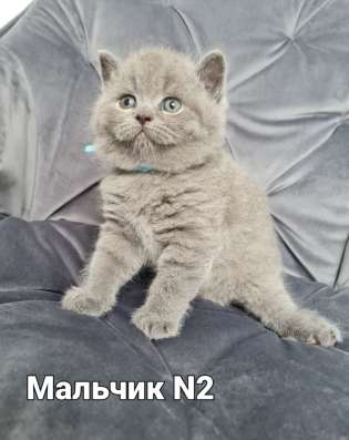 Продаются котята скотиш-страйт фото 4