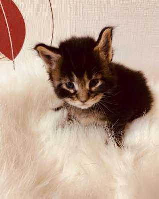 Lovely Maine Coon babies фото 4