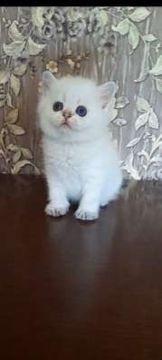 Золотая шиншилла фото 5