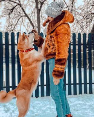 Щенки Акита ину фото 7