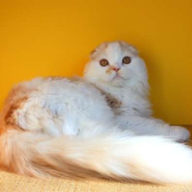 Шотландский котёнок