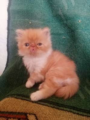 Продаю Персидскую кошечку