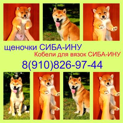 Шикарные щеночки СИБА-ИНУ в Иванове