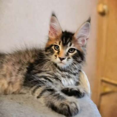 Котята породы мейн-кун в Москве фото 5