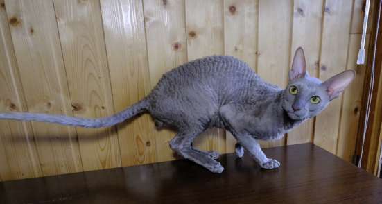 Котик корниш-рекс. Кassi maisi rex