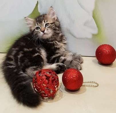 СИБИРСКИЕ КОТЯТА ИЗ ПИТОМНИКА в Москве фото 13