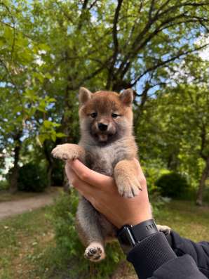 Сиба Ину щенок в Иванове