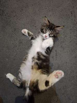Котенок Мейн-Куна в Кемерове