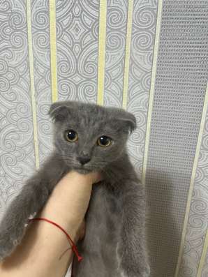 котята 500р