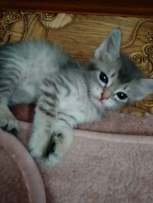 Отдам котенка в Новосибирске