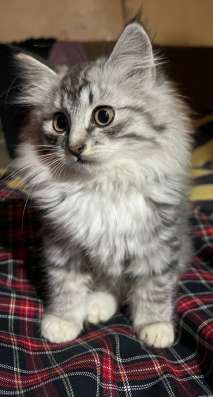 Котик и кошечка в добрые руки