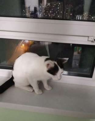 Отдам котенка в добрые руки!