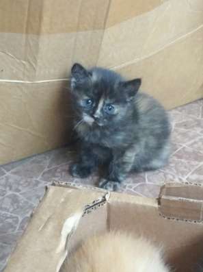 Отдам котят в добрые руки в Ульяновске