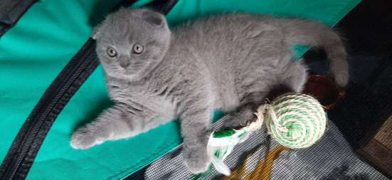 BKH Scottish Fold kitten фото 5